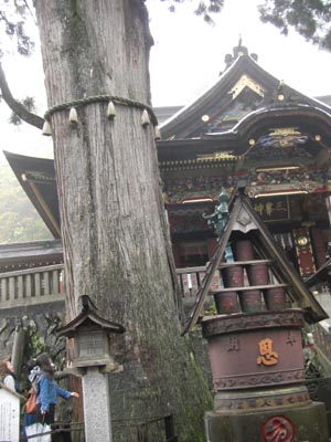 三峯神社のご神木の画像